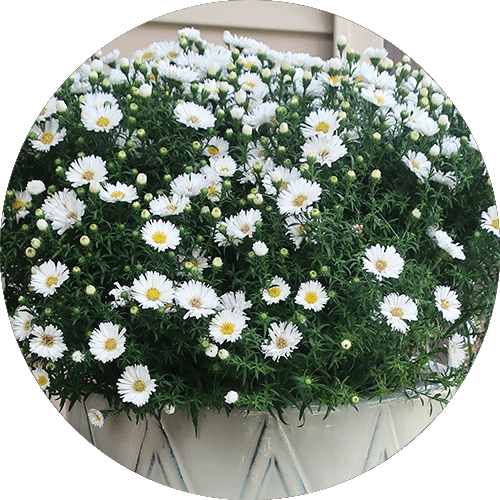 White Asters in a cream pot.